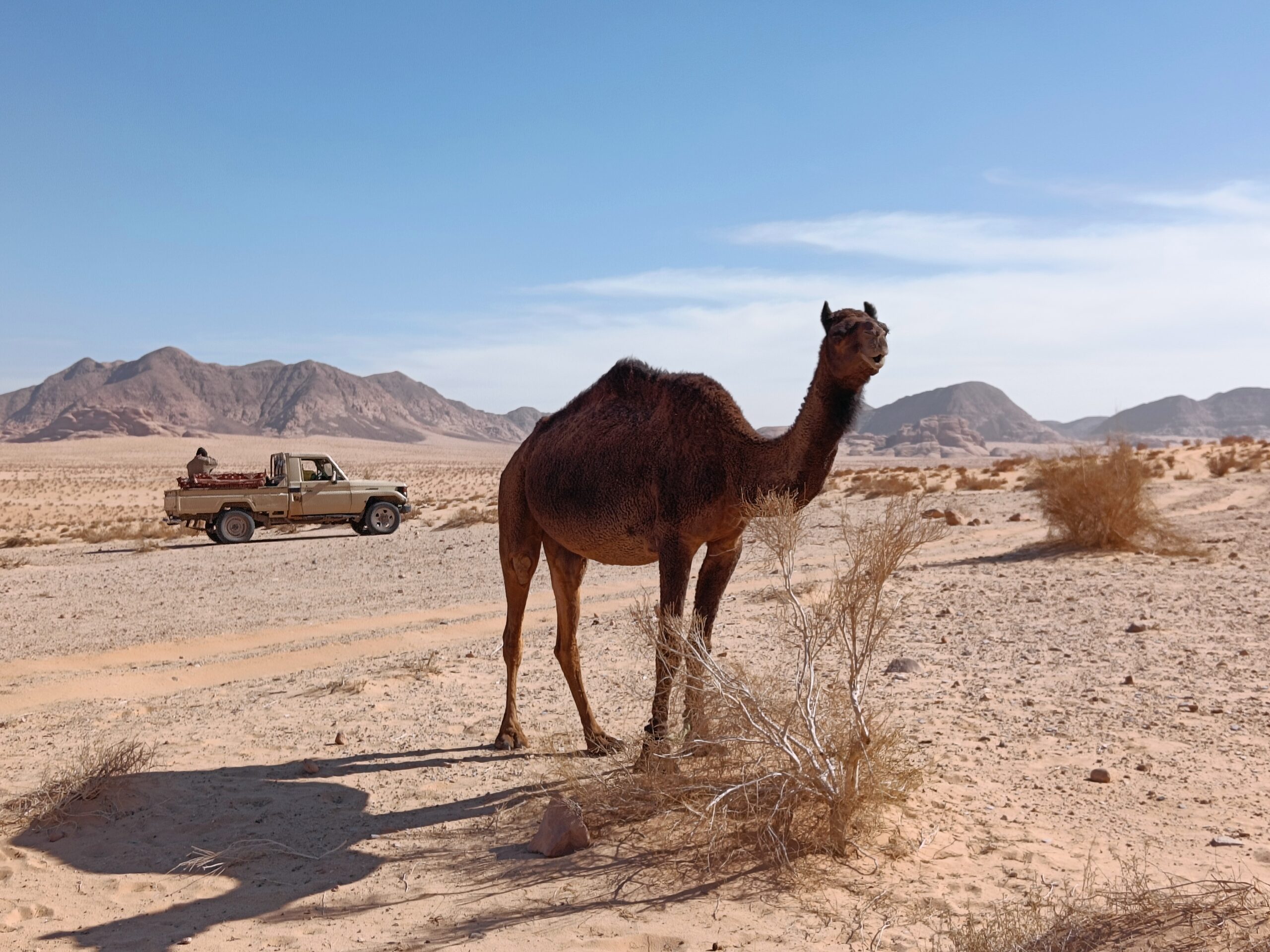 wadirumhappy white desert tour