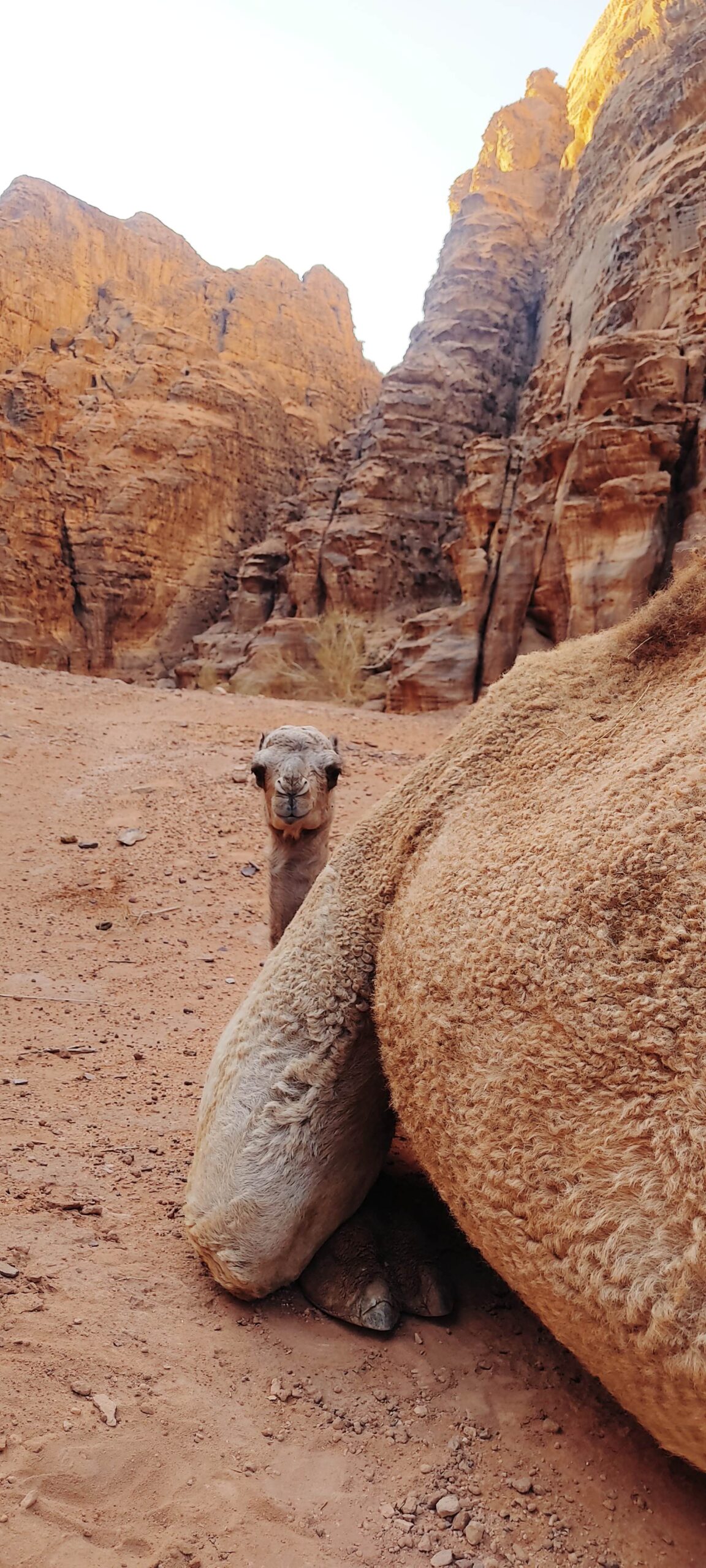 gg and mama camel in barrah canyon wadi rum happy tour and camp 