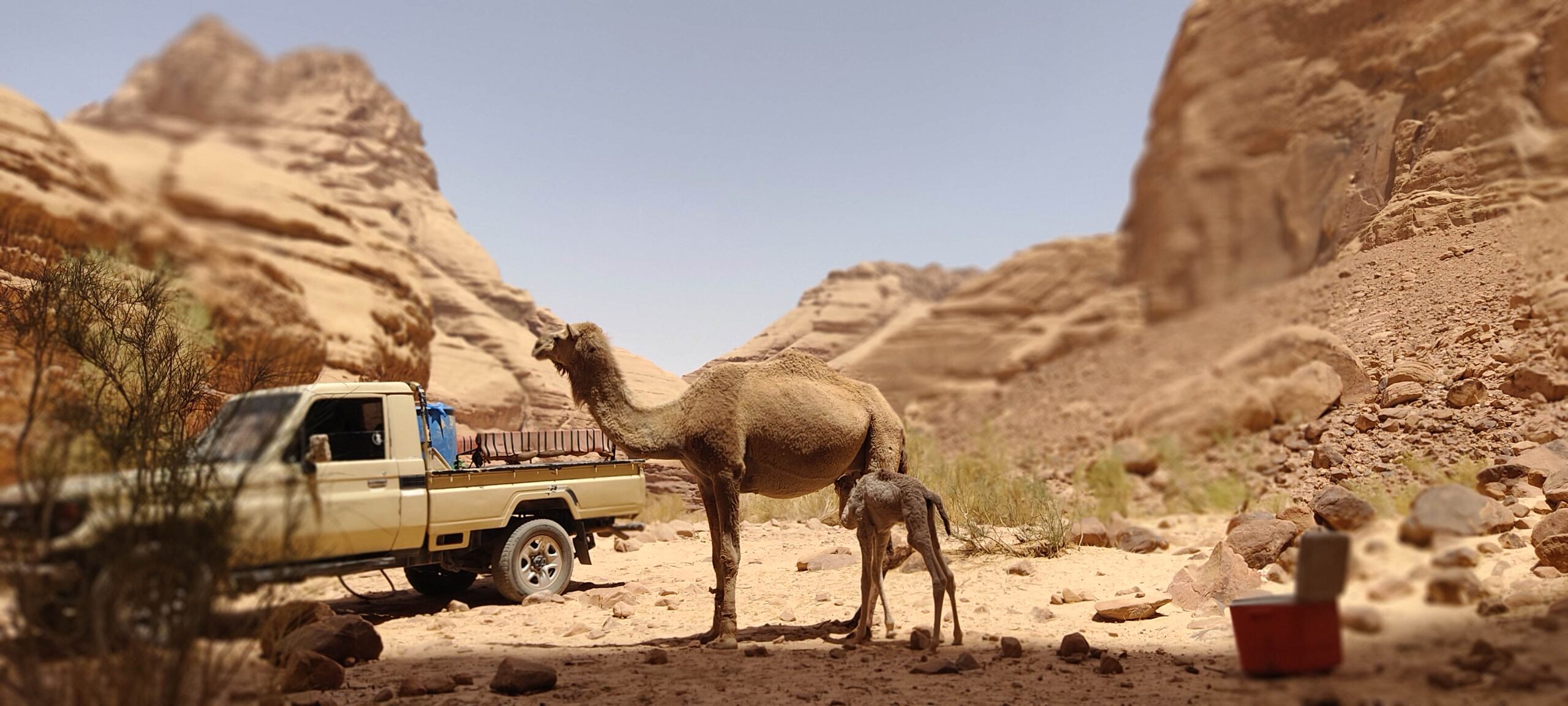 gg camel and mama camel in barrah canyon wadi rum happy tour and camp desertandmagic