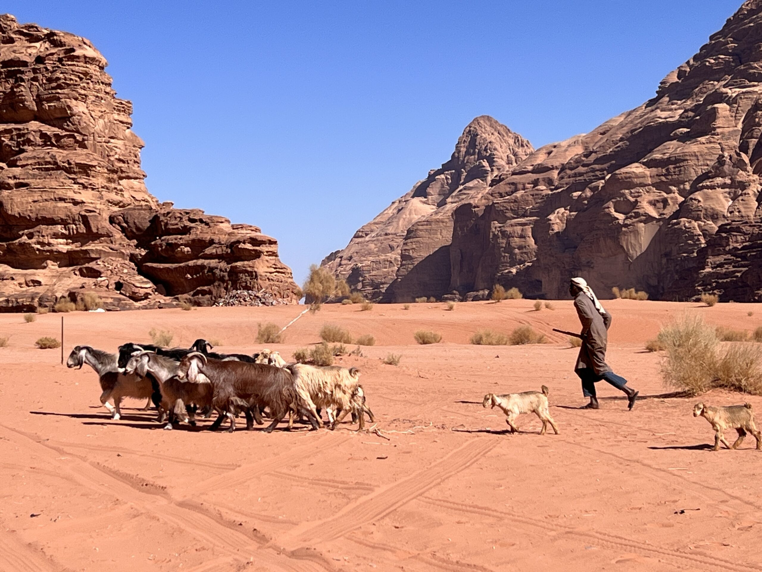 walking goats in wadi rum desert bedouin life wadi rum happy tour and camp
